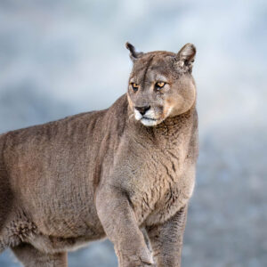 Puma in Patagonia